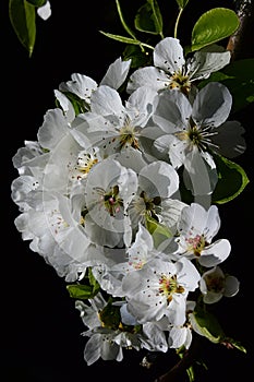 Vertical group of cherry tree Prunus Avium flowers on dark background