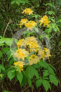 Vertical group of Yellow Flame Azalea Flowers â€“ Rhododendron calendulaceum