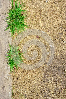 Vertical growing green grass on dry grass and concrete side way