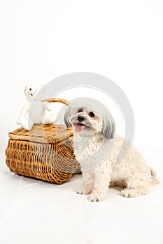 Vertical Havanese dog with wicker basket