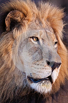 Vertical head portrait of a beautiful male lion in Kruger Park South Africa