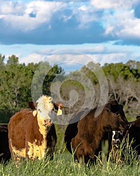 Vertical - heifers in rye grass