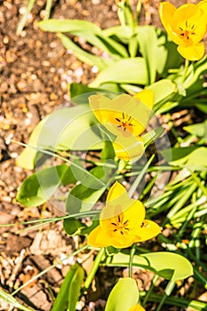 Vertical high angle closeup shot of beautiful yellow snowdrops growing on the soil