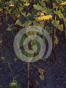 Vertical high angle shot of a dried sunflower growing in the field