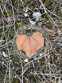 Vertical high angle shot of a heart shaped leaf on the rocks and pebbles on the ground