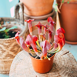 Vertical high-angle view of Trumpet pitchers planted in a flowerpot