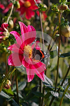 Beautiful butterfly sitting on the bright red and yellow colored dahlia flower on a warm sunny autumn day