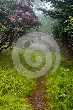 Vertical Hiking Path Through Flowers and Fog Tennessee