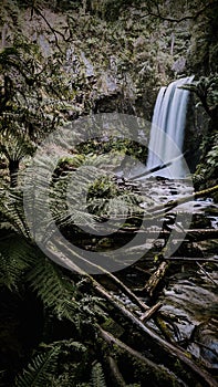 Vertical of the Hopetoun Falls around green woods in Victoria, Australia