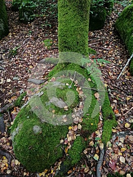 Vertical hot of a mossy tree trunk and rock in the forest