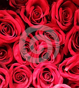 Vertical illuminated red roses background