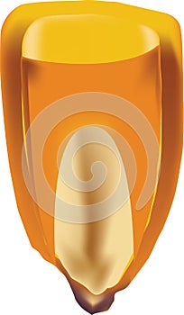 Vertical illustration of corn isolated on a white background