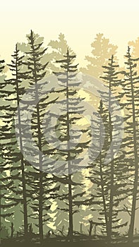 Vertical illustration with view from thicket coniferous forest.