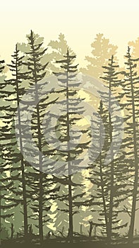 Vertical illustration with view from thicket coniferous forest. photo