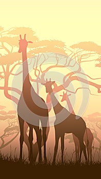 Vertical illustration of wild giraffes in African sunset savanna