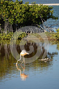 Vertical image of an American pink flamingo hunting for shrimp in a lagoon on the island of Bonaire in the Caribbean