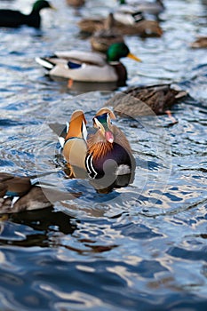 Vertical image of an attractive mandarin duck swimming among other ducks. An example of sexual demorphism