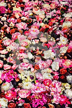 Vertical image of beautiful flowers wall background