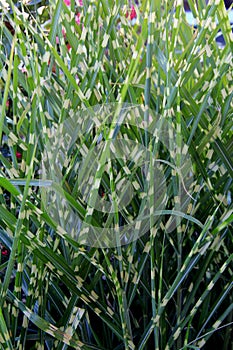 Vertical image of beautiful ornamental grass in garden