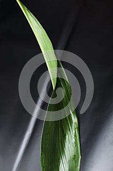 Vertical image.Beauty template.Fresh green exotic leaf against black surface