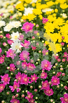 pink yellow and white garden mums or chrysanthemum flowers