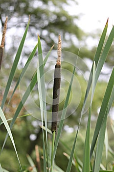 Vertical image of bullrushes and foliage against blue cloudy sky