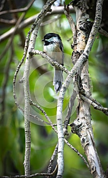 Vertical image of chickadee on branch with green foliage.