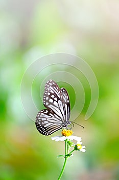 Vertical image of Close up beautiful Common Glassy Tiger butterfly sucking nectar photo
