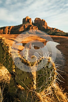 Vertical image of close up view of cactus in foreground and cathedral rock in background as seen from secret slickrock Sedona