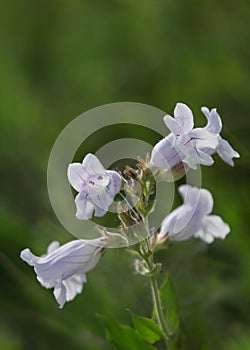 Vertical image of Cobaea Beardtongue wildflowers