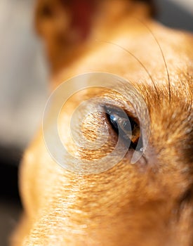 Vertical image of cute golden dog up close, where you can see one of his beautiful light brown eyes