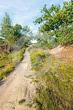 Vertical image of a dirt path in a Dutch dune area