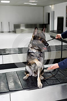 Vertical image of a dog detecting drugs at the airport sitting next to the customs guard, holding his paw