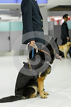 Vertical image of a dog for detecting drugs at the airport standing near the customs guard. Security at the airport