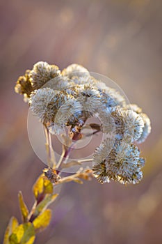 Dried Western Ironweed