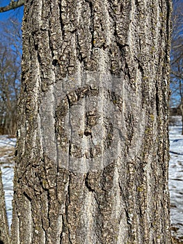 Tree Identification: Eastern Cottonwood. Poplus deltoides photo