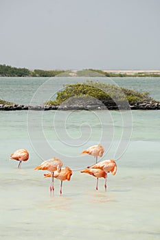 Vertical image of a flock of American pink flamingos preening in a turquoise lagoon on the island of Bonaire in the Caribbean