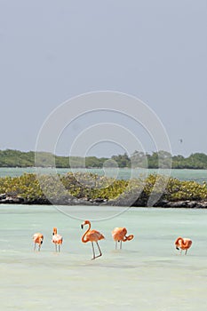Vertical image of a flock of pink flamingos walking through a turquoise lagoon on the island of Bonaire in the Caribbean