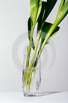 Vertical image of flower stems in a glass