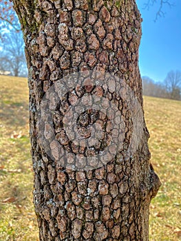 Tree Identification: Flowering Dogwood. Cornus florida