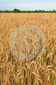 Vertical image of golden wheat field in the countryside