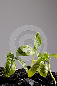 Vertical image of green seedlings in dark soil with fertiliser, on grey background with copy space