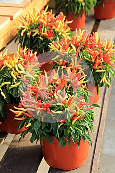 Vertical image of healthy pepper plants in vibrant colors of Fall