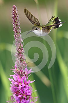 Vertical image of hummingbird feeding from pink flowers