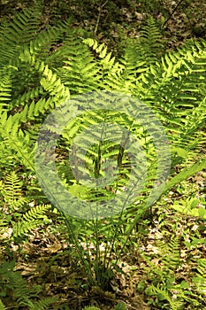 Vertical image of interrupted fern, Osmunda claytoniana, in Shen