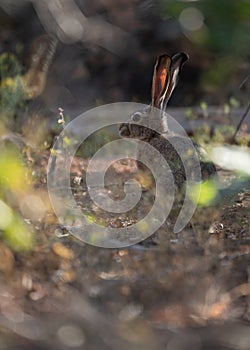 Vertical image of jackrabbit taken from close to the ground