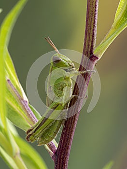 P1010099 juvenile two-striped grasshopper Melanoplus bivittatus on plant stem, vertical, Boundary Bay, Delta cECP 2020 photo