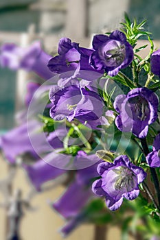 This vertical image is light purple Canterbury Bell flowers Campanula Medium growing in a summer garden. Beautiful bell shaped