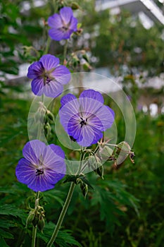 Vertical image of a meadow geranium