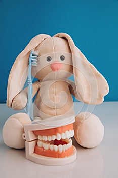 vertical image of model of a human jaw with white teeth and a bunny toy with toothbrush on a blue background